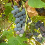 Grapes at the Reiki Ranch